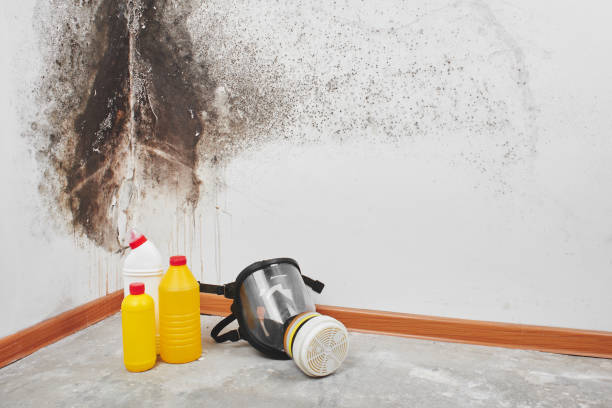Best DIY Mold Remediation Support Services in Townsend, DE